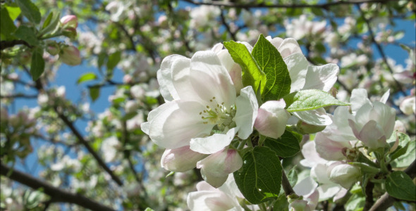 Blooming Apple Tree 1
