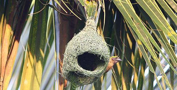 Baya Weaver (Ploceus philippinus) Nesting 04