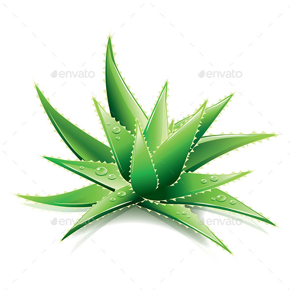 Aloe Vera - Flowers & Plants Nature