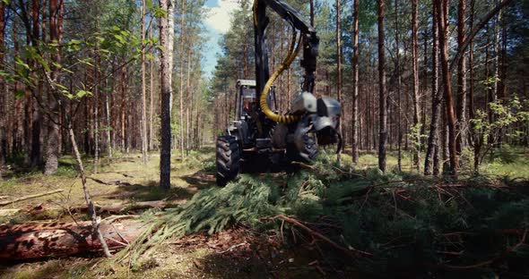 A deforestation tractor works in the forest cutting down trees.