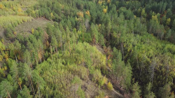 Aerial view of a wild autumn forest in a hilly area.