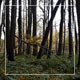 Forest 14 - VideoHive Item for Sale