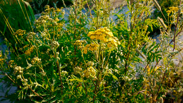 Tansy Flowers 