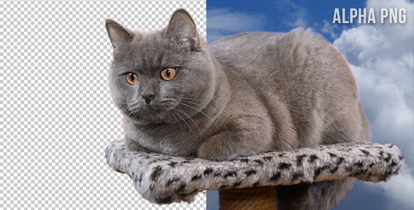 Cat On Transparent Background by WebRa | VideoHive