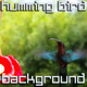 Humming Bird - VideoHive Item for Sale