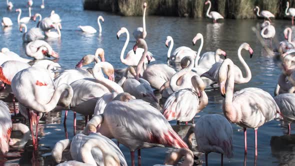 Flamingo bird nature wilflife reserve carmargue lagoon alt