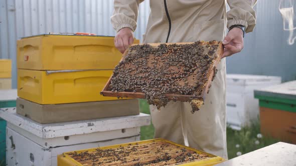 Beekeepers Looking at the Panel From the Beehive