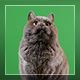 Cat On Green Background - VideoHive Item for Sale