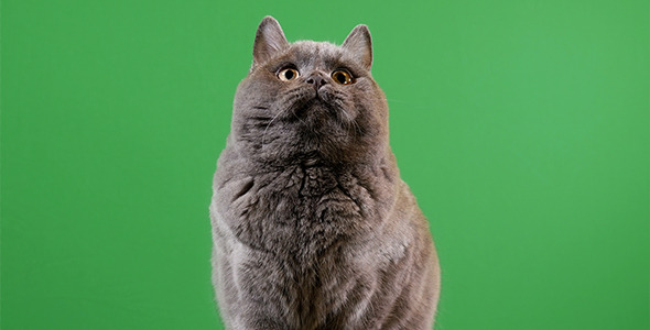 Cat On Green Background alt