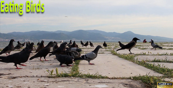 Eating Birds  alt