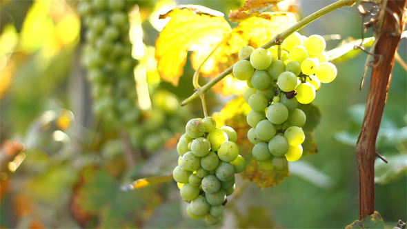 Grapes Growing in a Vineyard 