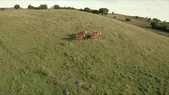 Drone Flying Parallel With A Herd Of Cows Running Across Up A Small Round Hill