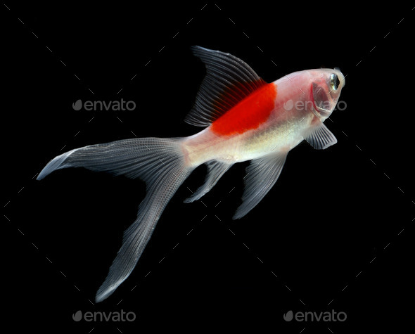 gold fish isolated on black background