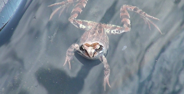 Frog in the Water 1