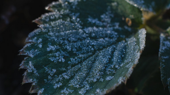 Frost On Leaves Turn To Dew Under Sun Rays alt