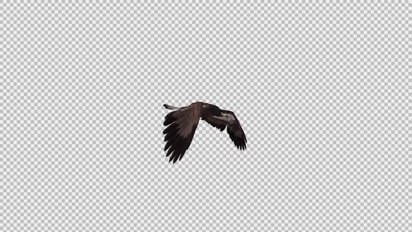 Steppe Eagle - Gliding and Flying Loop - Side Angle