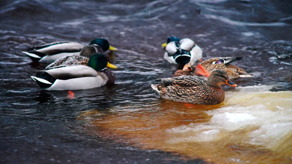 Forest River With Ducks In Winter Day