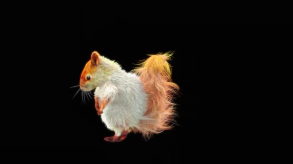 78 White Squirrel Dancing HD alt