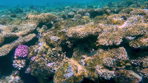 Coral reef in the red sea underwater colorful tropical fish. POV snorkeling.