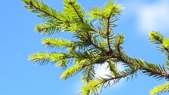 Young Pine Tree at the Summer