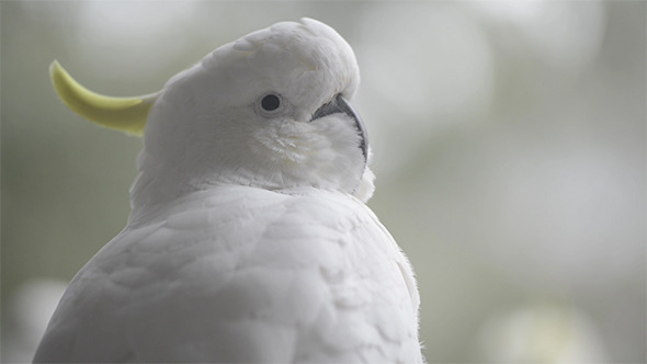 Sulphur Crested Cockatoo alt