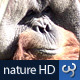 Nature HD | Orangutan Close-up - VideoHive Item for Sale