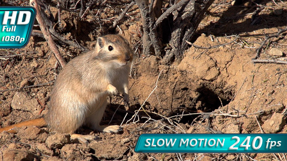 Gopher Pricked up His Ears alt