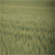 Set of Three Summer Wheat Files - Full HD - VideoHive Item for Sale
