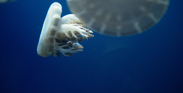 Jellyfish