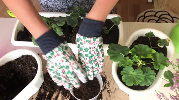 Transfer Of Geraniums To Another Pot. The Woman Transplants The Plant Into Another Pot. alt