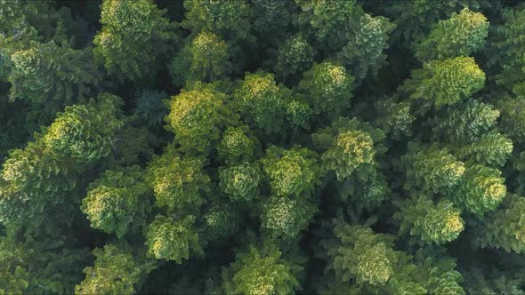Aerial View Of Pine Forest