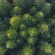 Aerial View Of Pine Forest - VideoHive Item for Sale