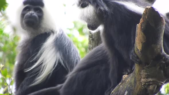 Black White Colobus and Colobi Monkeys at Natural Environment on Rainforest Trees in Africa alt