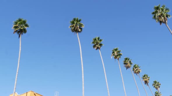 Palms in Los Angeles California USA