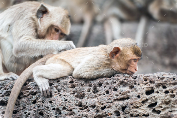 Long tailed macaque monkeys relaxing in Thailand - Stock Photo - Images