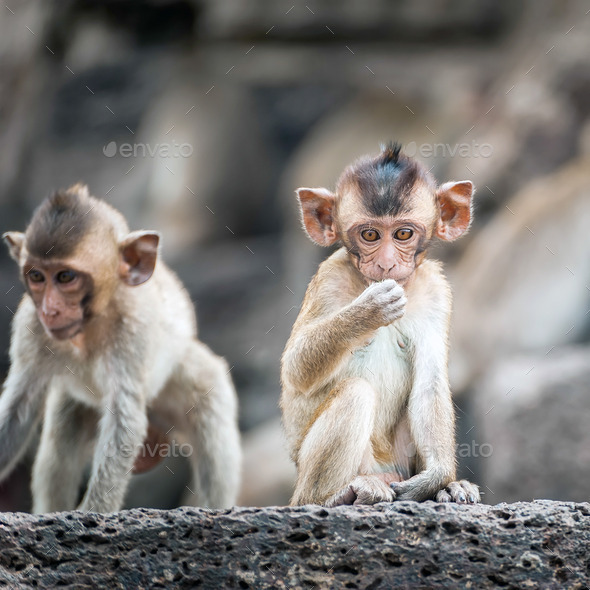 Long tailed macaque monkeys relaxing in Thailand - Stock Photo - Images