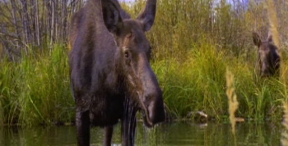 Cow Moose and Calf in Pond
