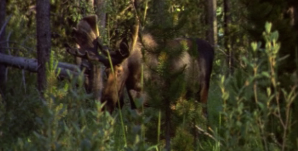 Bull Moose Walking in Forest