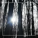 Forest 26 Forest 26 - VideoHive Item for Sale