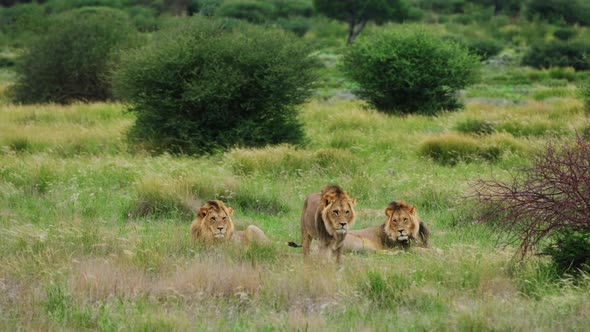 Three Male African Lions Resting In The Lush Savanna Of Central Kalahari Game Reserve In Botswana, S alt