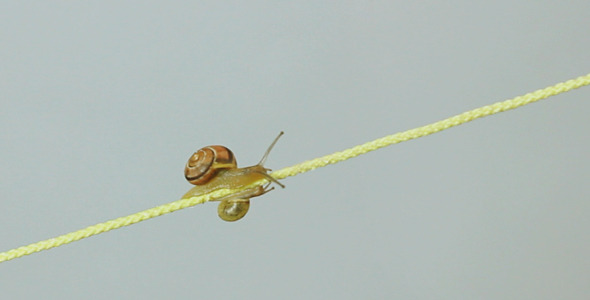Two Snails Doing Battle Along A Yellow String