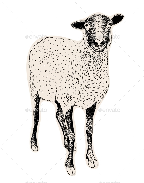 Hand Drawn Sheep - Christmas Seasons/Holidays