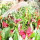 Watering  Flowers - VideoHive Item for Sale