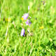 Bumble-Bee Inside Harebell Flower - VideoHive Item for Sale