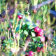 Cowberry Bush - VideoHive Item for Sale