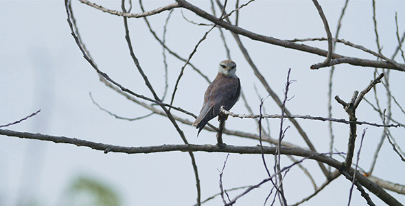 Juvenile Eagle 01 alt