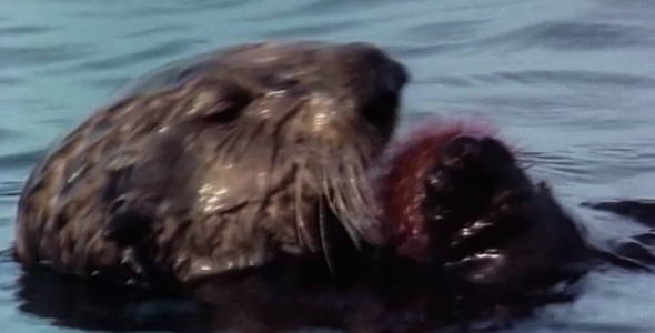 Sea Otter eating a Sea Urchin