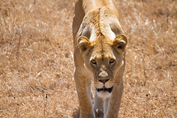 Hunting Lioness in the Serengeti