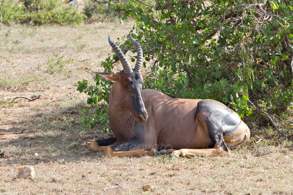 Lying Hartebeest in the Masai Mara Natural Reserve