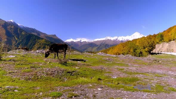 A black cow looks into the camera. mountains in Georgia, in Svaneti, alt